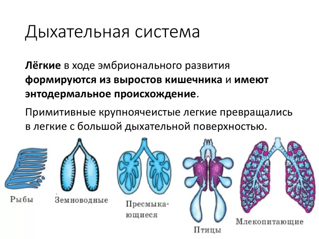 Ячеистые легкие особенности