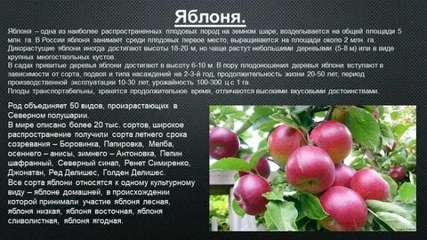 Культура яблоня