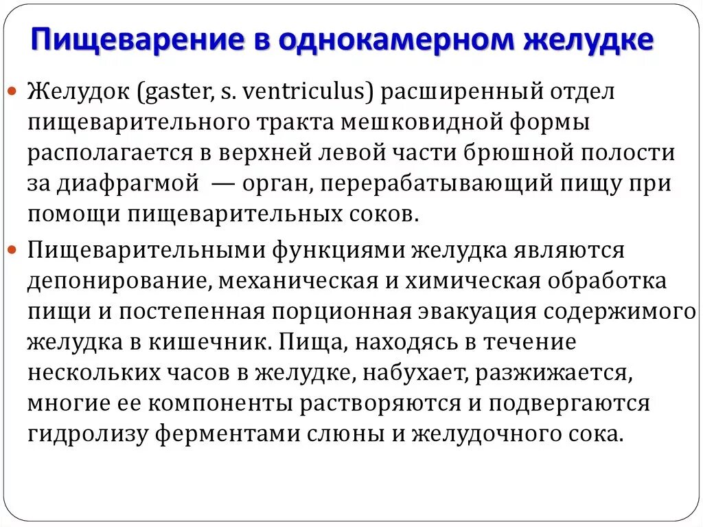 Пищеварение в однокамерном желудке. Пищеварение в однокамерном желудке кратко. Физиология пищеварения в однокамерном желудке. Пищеварение в однокамерном желудке у животных. Пищеварительная система характеристика кратко