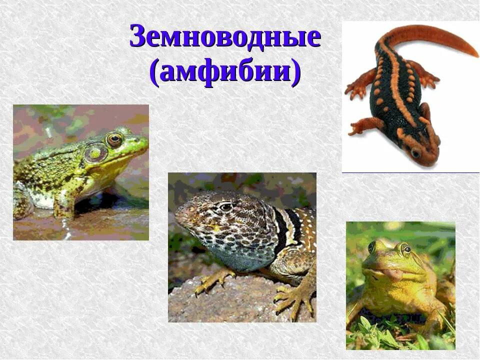 Разнообразие животных 3 класс презентация. Три группы животных. Земноводные животные 3 класс окружающий мир. Разнообразие животных 3 класс. Строение и разнообразие животных 3 класс.