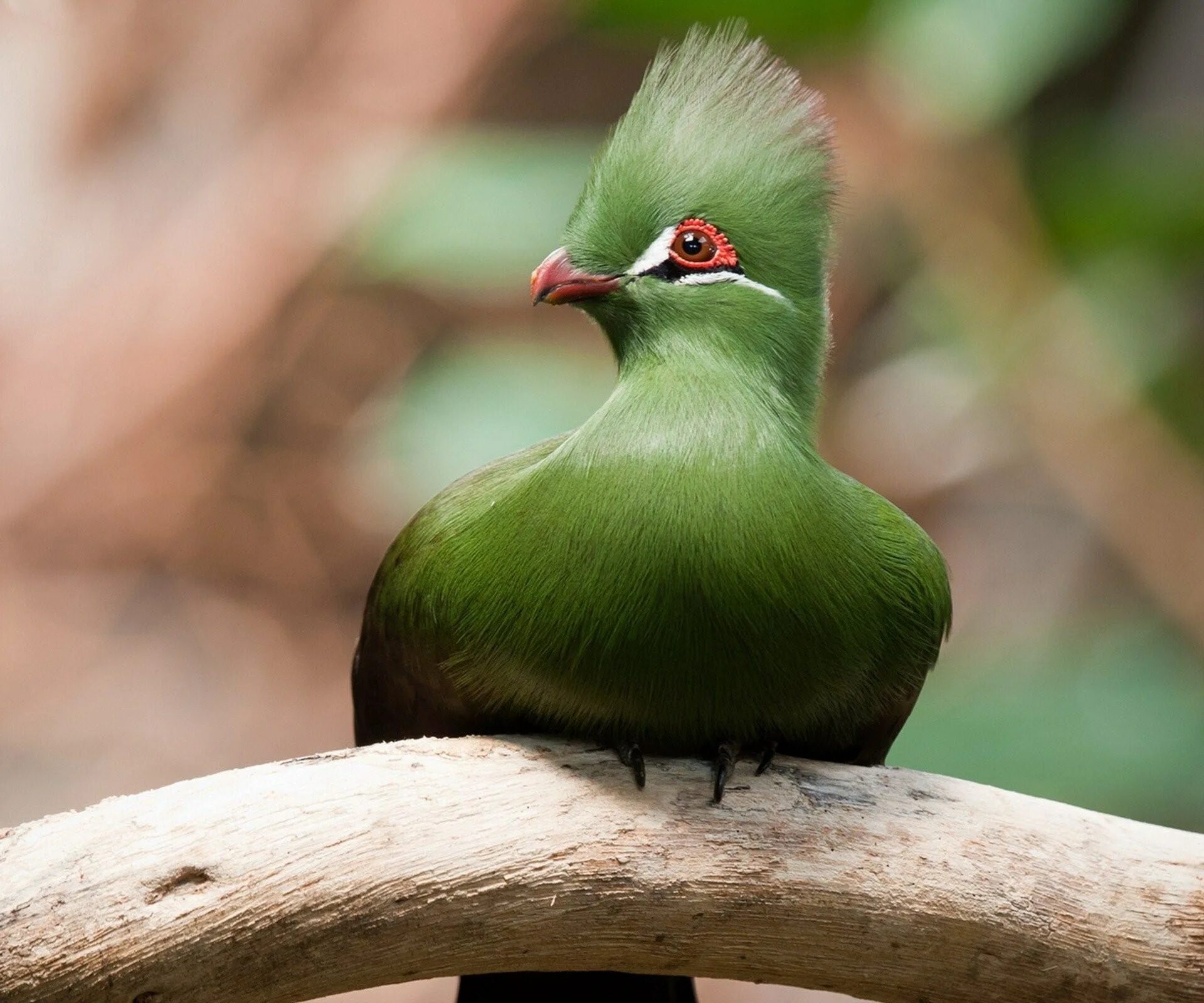 Фото зеленых птиц. Птица турако бананоед. Птица турако Ливингстона. Хохлатый турако. Гвинейская турако птица.