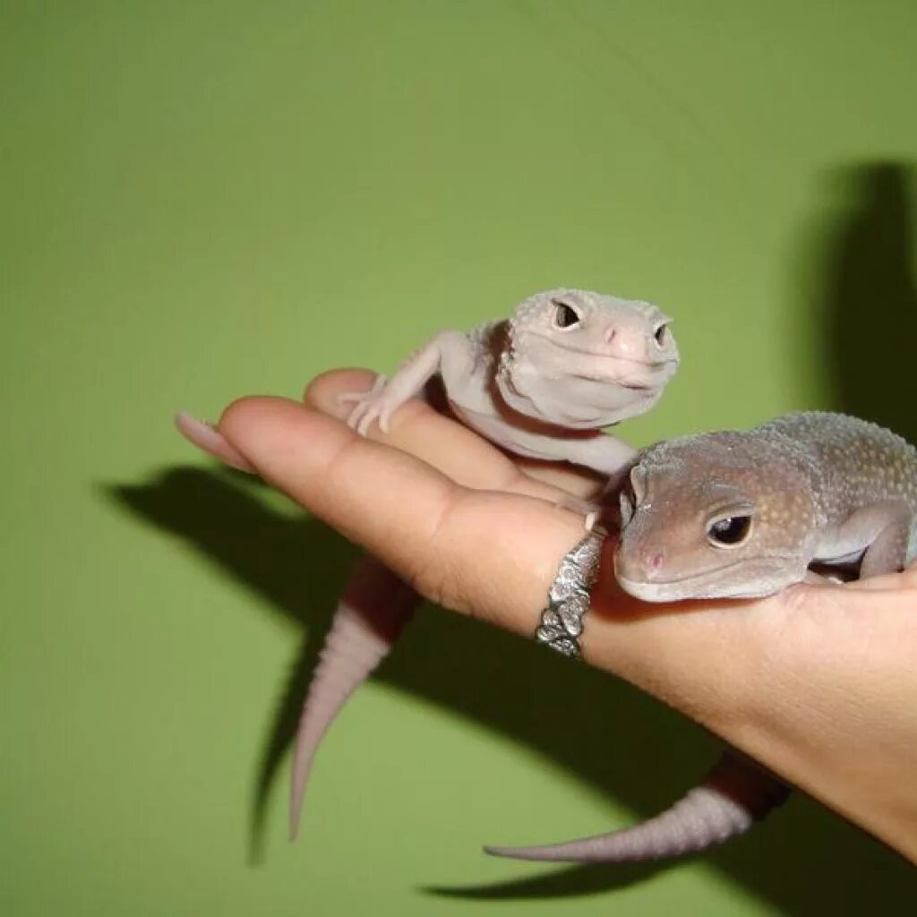 Как приручить эублефара к рукам. Тритон эублефар. Как приручить эублефара к рукам. Эублефар взрослая особь. Как приручить эублефара к рукам.