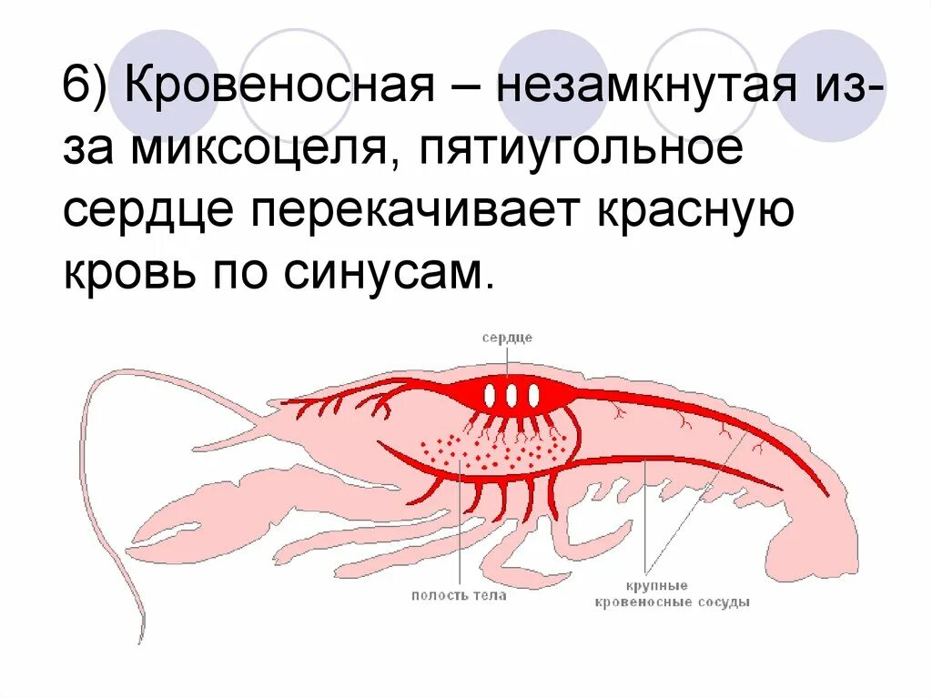 Гемоцель членистоногих. Кровеносная система ракообразных. Незамкнутая кровеносная система. Смешанная полость тела у членистоногих.