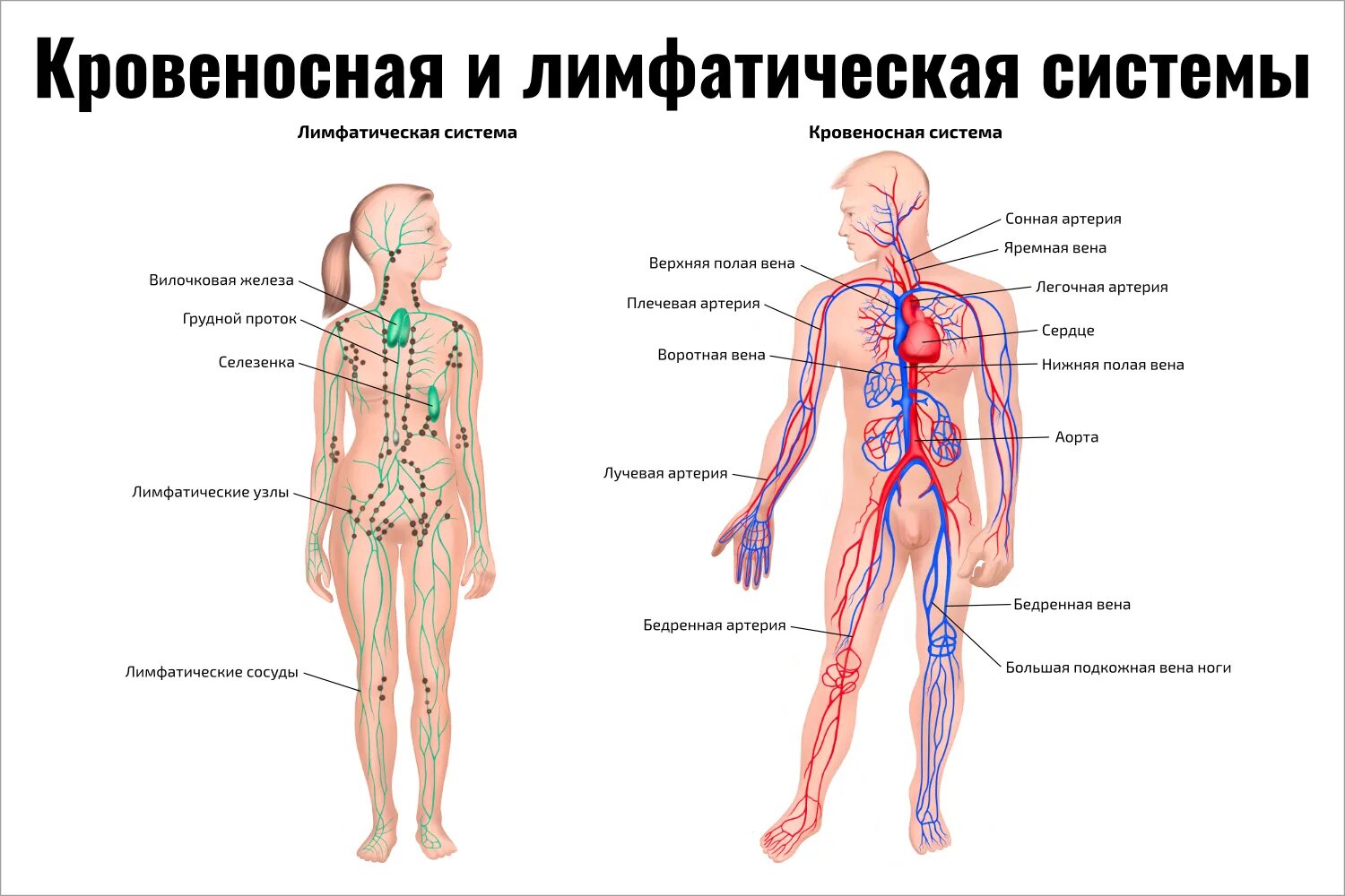 Крупные лимфатические сосуды. Лимфатическая система человека строение и функции схема. Взаимосвязи кровеносной кроветворной и лимфатической систем. Лимфатическая система связь с кровеносной системой. Лимфатическая система человека плакат.