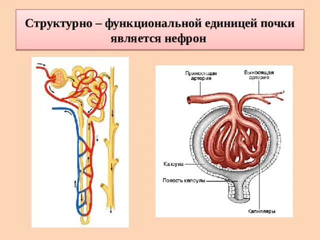 Что является единицей. Нефрон является структурно-функциональной единицей. Структурной единицей является нефрон. Структурно-функциональная единица почки. Структурно-функциональной единицей почки является.