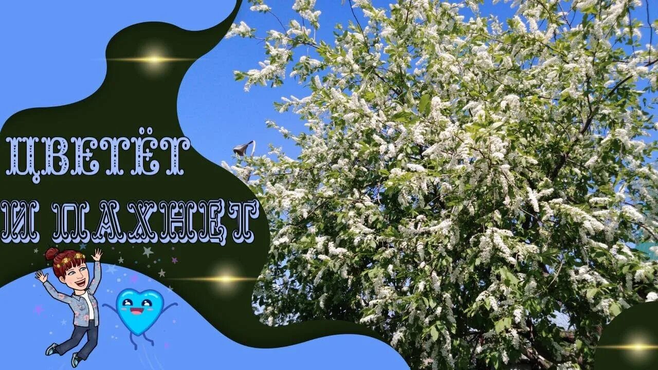 Цвети и пахни. Цвети и пахни. Цветем и пахнем. Цвети и пахни логотип. Парфюмерия и косметика цвети и пахни.