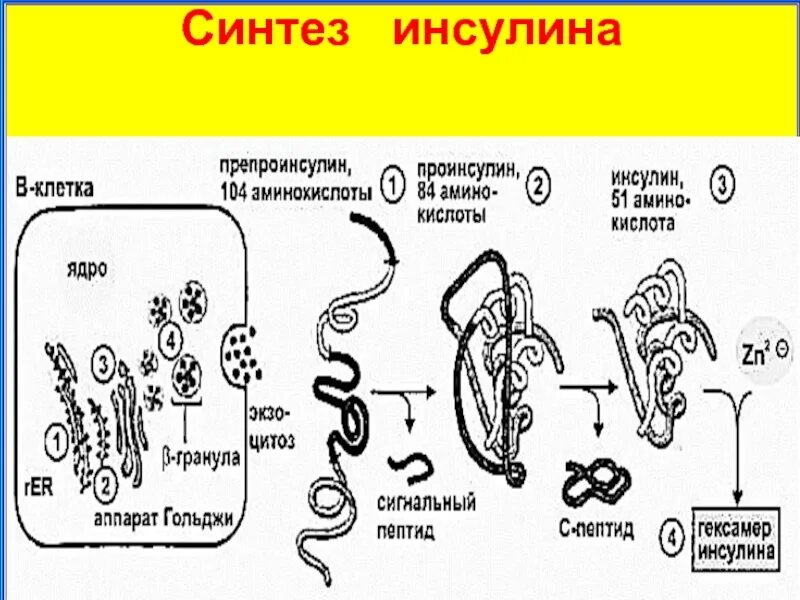 Синтез инсулина последовательность. Этапы синтеза инсулина. Инсулин, этапы синтеза инсулина. Искусственный Синтез инсулина схема. Образование инсулина биохимия.