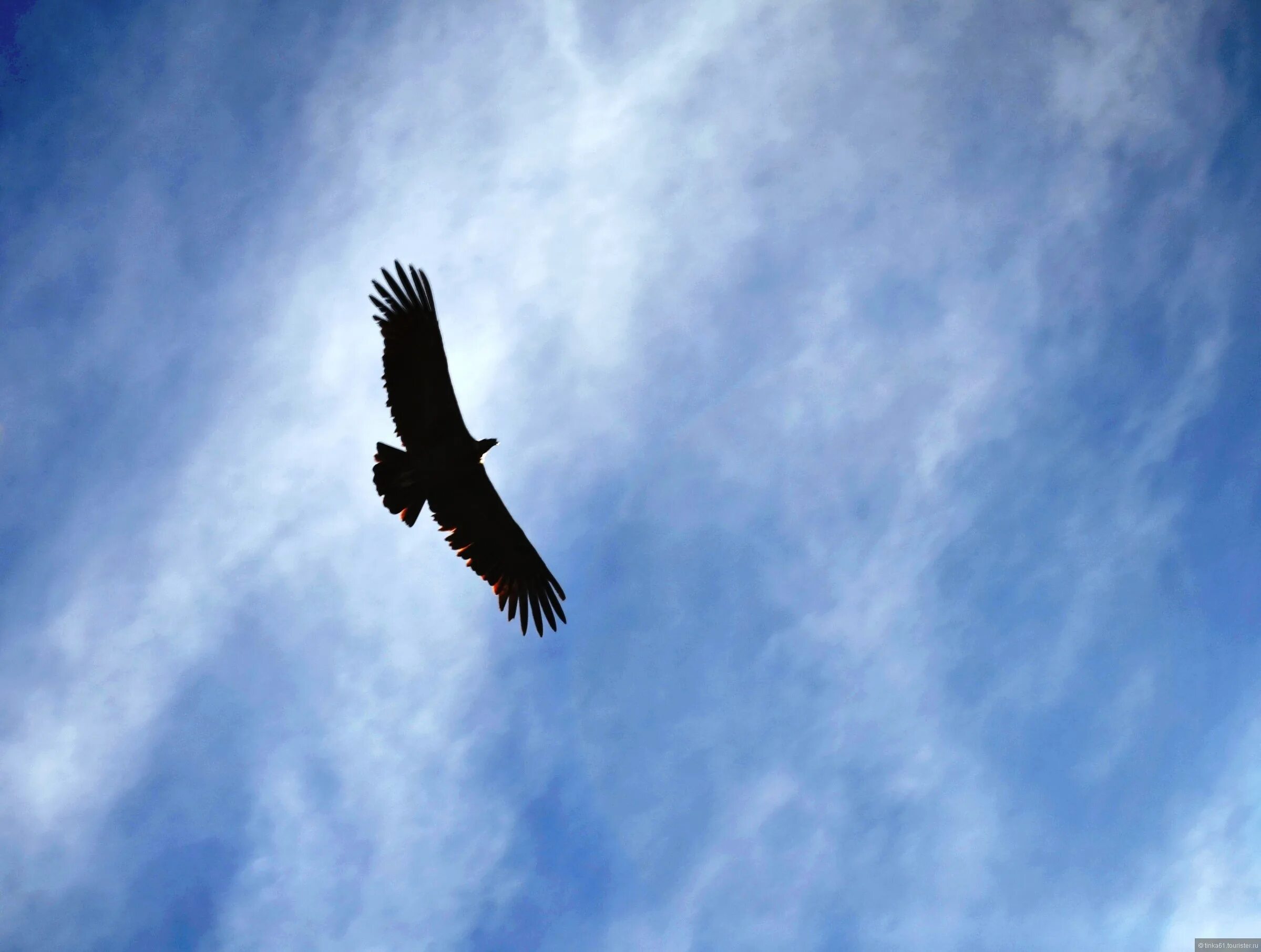 Орел в небе. Парящий Орел. Орел парящий в небе. Птица высокого полета.