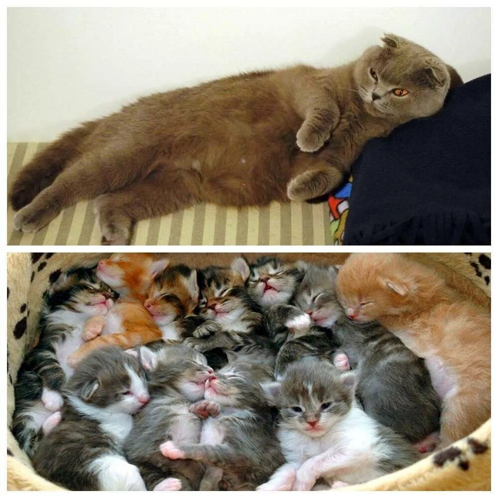 Кошка родила неделю. Кошки вынашивают котят. Обычные котята.