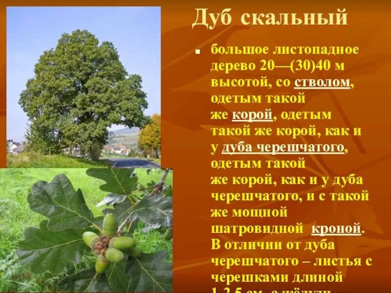 Продолжительность деревьев дуб. Дуб крымский черешчатый. дуб черешчатый дубрава. дуб черешчатый на кавказе.