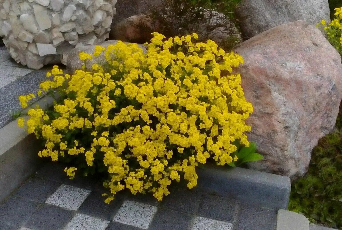 Алисум фото. Алиссум скальный. Алиссум Бурачок скальный. Алиссум Бурачок. Алиссум скальный Золотая россыпь.