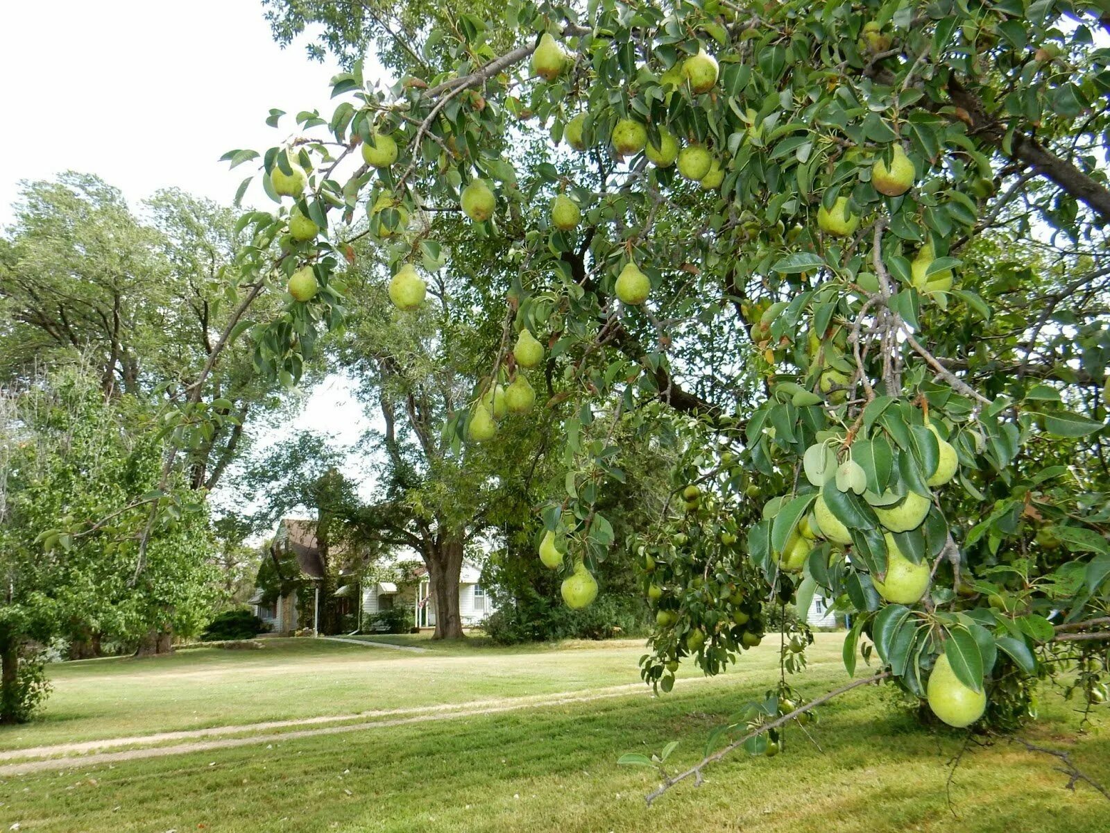 Груша духмяная. Духмяная груша дерево. Бальзамическая груша. Грушевое дерево в саду. Мелкоплодная груша.