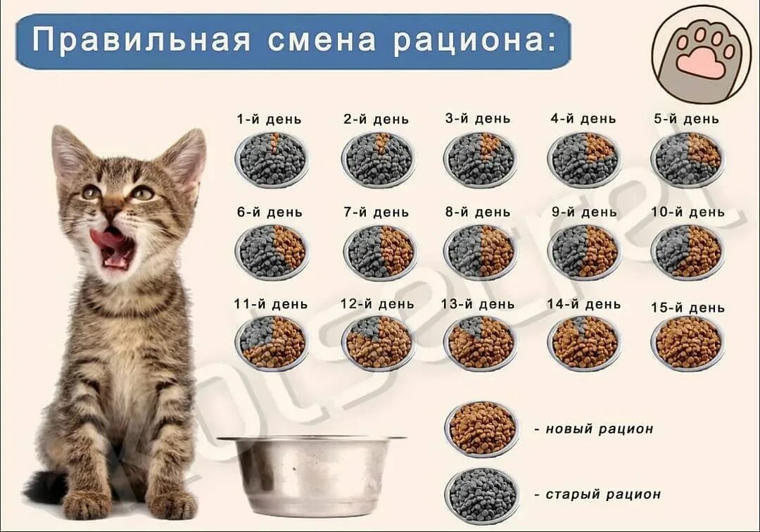 Как приучить кошку к еде