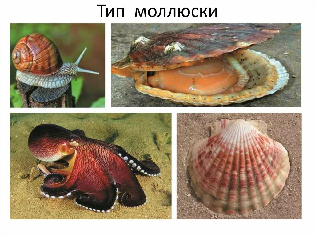 Тип моллюски примеры животных