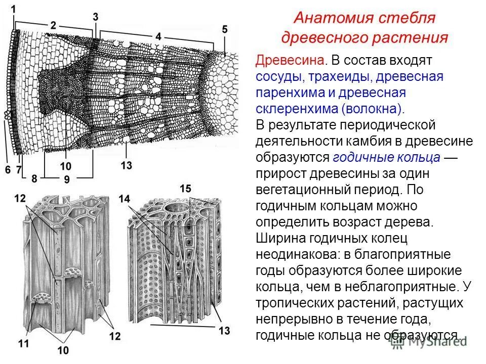 Какие клетки входят в состав древесины. Древесная паренхима древесины. ксилема древесная паренхима. древесинная паренхима функции. древесина строение сосуды трахеиды.