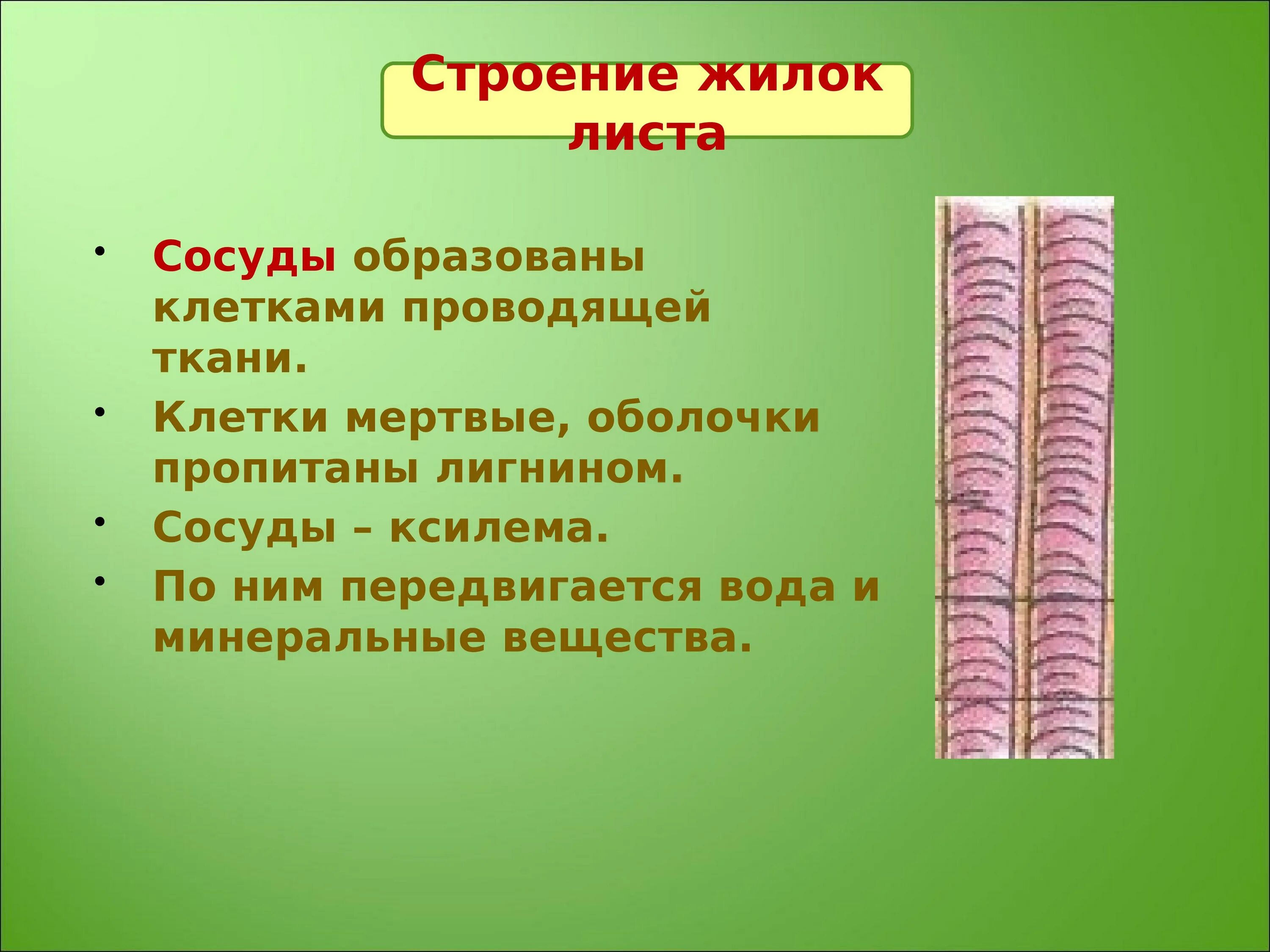 Образована живыми или мертвыми клетками. Проводящие ткани. Клетки проводящей ткани. Сосуды проводящей ткани. Сосуды мертвые клетки.