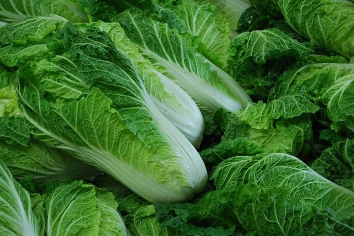 Пекин капуста. Пекинская и китайская капуста. Капуста пекинская кнр. Капуста пекинская спринкин f1. Пекин капуста.