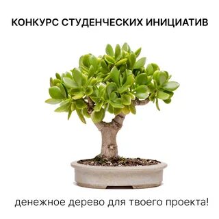 Семена денежного дерева
