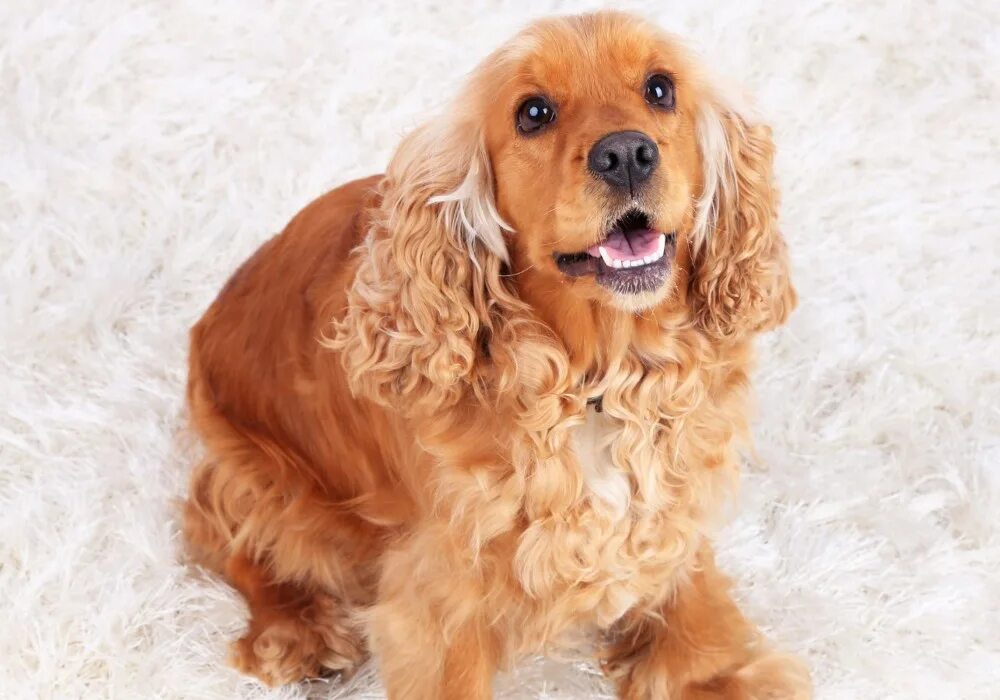 Клички для кокер спаниеля. Щенок кокер спаниеля мальчик. Кокер спаниель мальчик. Клички для кокера девочки. Собака английский кокер спаниель.