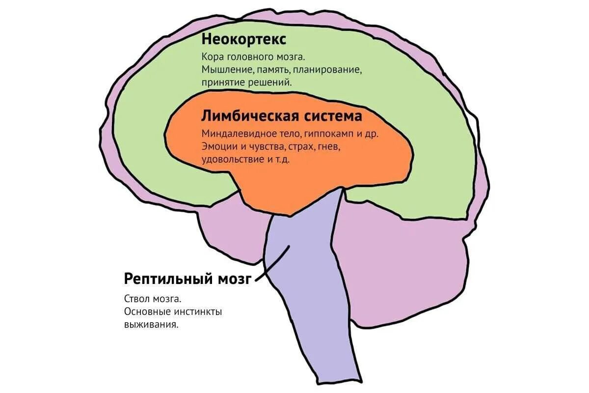 Строение мозга лимбическая система неокортекс. Строение головного мозга + неокортекс. Как устроен другой человек