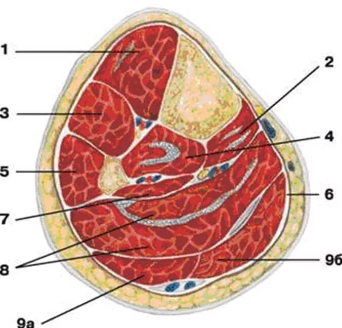 Топографические срезы. Поперечный распил бедра в средней трети. Поперечный срез голени в средней трети. Поперечные распилы голени топографическая анатомия. Поперечный срез голени в верхней трети.