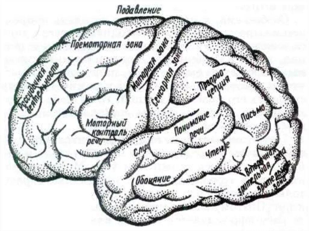 Дорсолатеральная зона коры головного мозга это. Изображение функциональных зон коры головного мозга. Функциональные зоны коры больших полушарий.