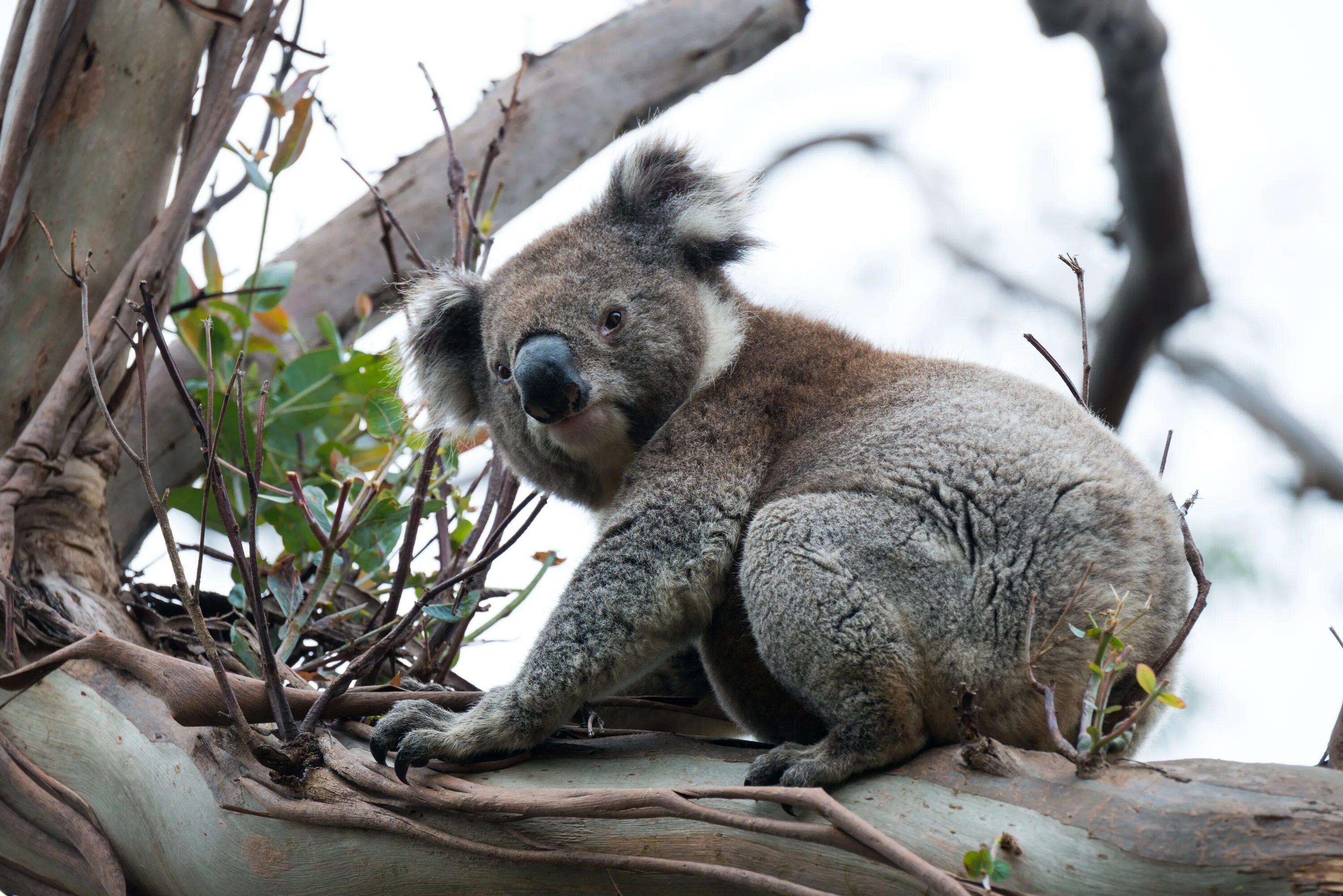 Коала отзывы. Животные Австралии коала. Сумчатый медведь коала Австралия. Медведи коалы в Австралии. Сумчатые медведи Австралии.