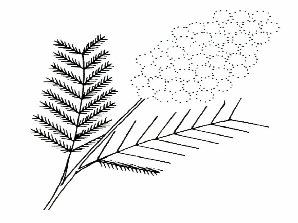 мимоза контур. веточка мимозы. веточка мимозы раскраска. рисование ватными палочками трафареты. веточка мимозы раскраска для малышей.