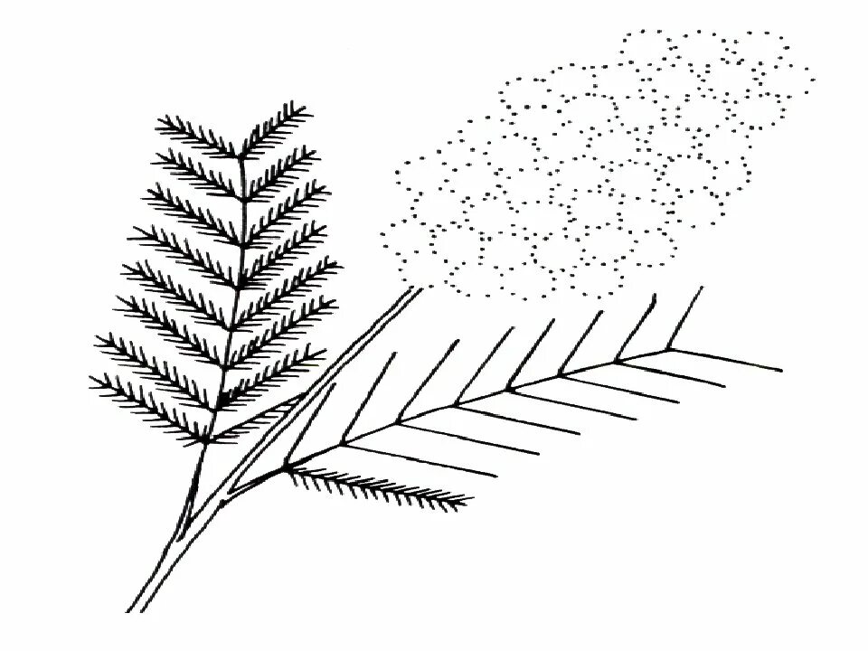 Мимоза цветок нарисовать. Мимоза карандашом. Рисование ветка мимозы. Мимоза эскиз. Мимоза рисунок карандашом.