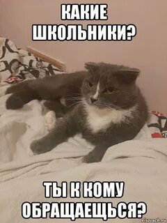 Остановите издевательство над кошками в приложении hello