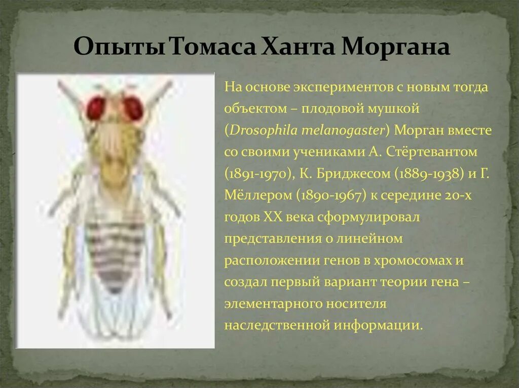 Муха дрозофила эксперимент Моргана. Эксперимент с мушками дрозофилами. Эксперимент Томаса Моргана.