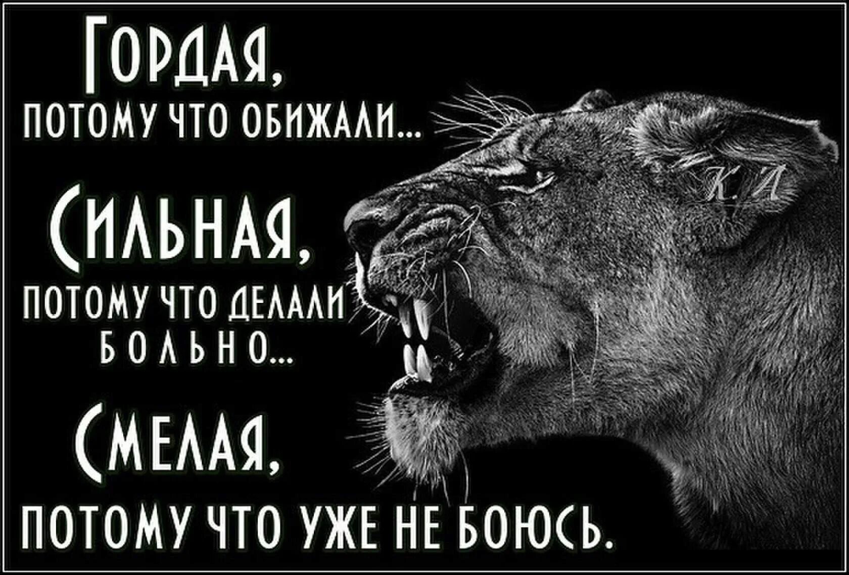 Фразы про львов. Цитаты с картинкой Льва. Лев цитаты. Цитаты про львицу.