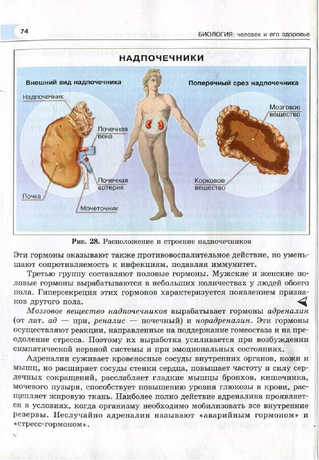 Биология 8 класс рохлов трофимов. Рохлов биология человек. Рохлов анатомия. Рохлов анатомия 8 класс. Биология 8 класс учебник Рохлов.