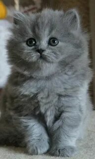 Клички пушистых кошек