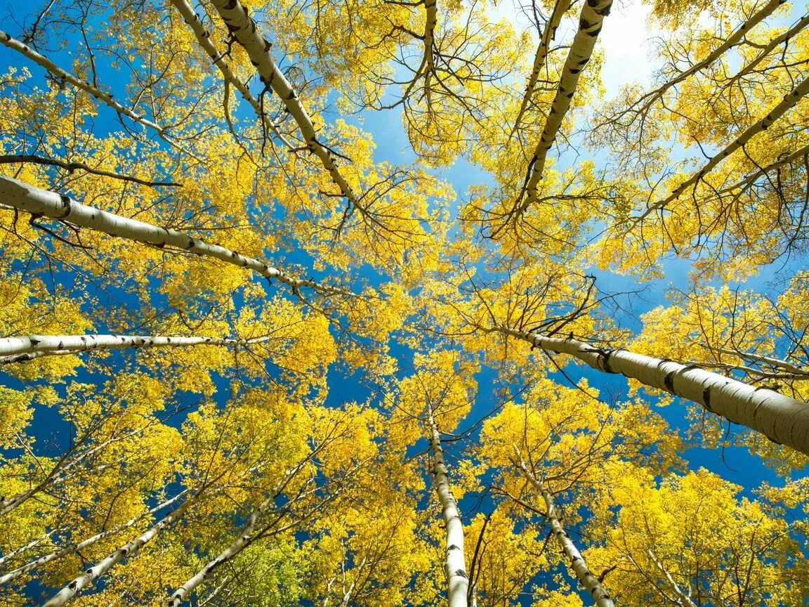 Птицы кроны деревьев. Береза осень. Берёзовый лес верхушки деревьев. Березы в Канаде. Осень береза АТД снизу.