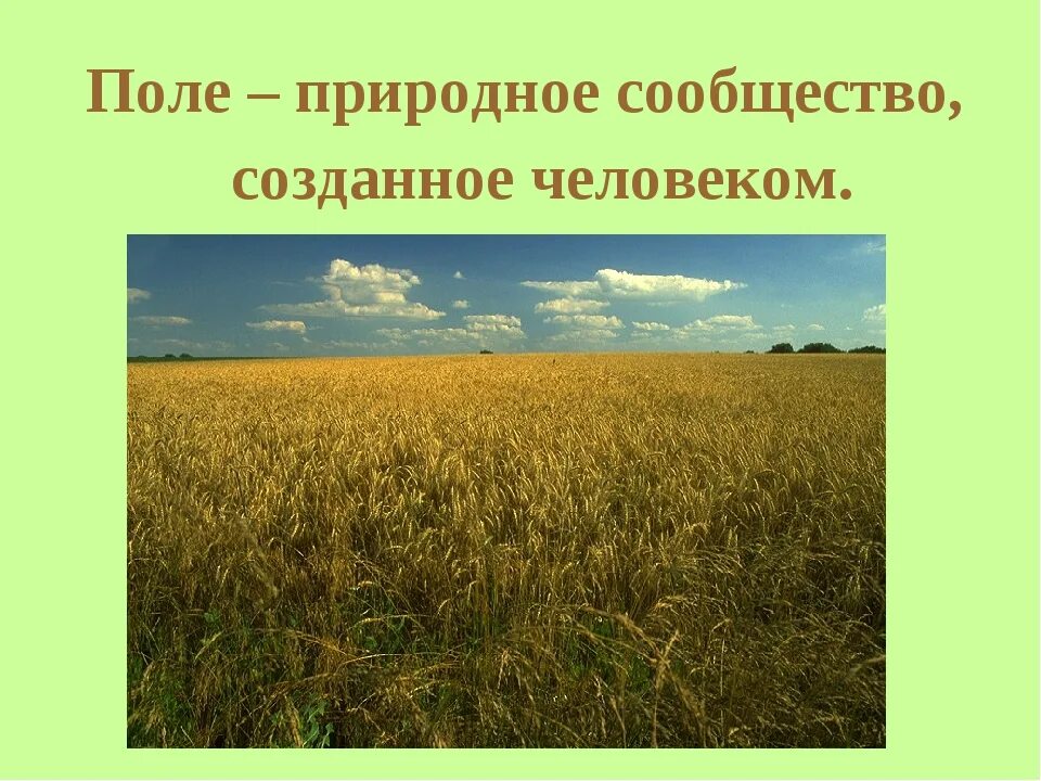 Природное сообщество поле. Поле для презентации. Презентация природное сообществе поля. Растения и животные поля. Чем поле отличается от луга кратко