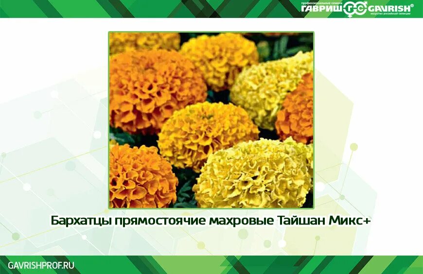 Бархатцы Тайшан. Бархатцы Тайшан микс. Бархатцы прямостоячие махровые. Бархатцы отклоненные и прямостоячие разница. Чем отличаются бархатцы прямостоячие от отклоненных