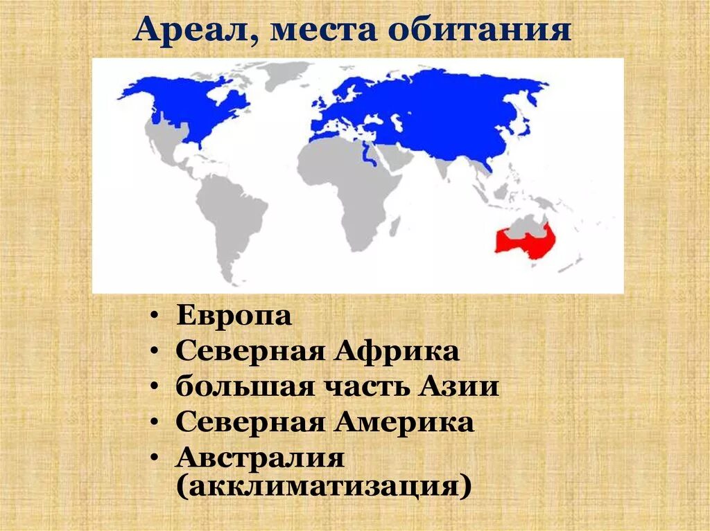 Распространение ареалы обитания. Ареал обитания. ареал обитания лисиц. ареал лисицы обыкновенной. ареал обитания орлов.