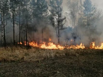 Пожар в лесном массиве