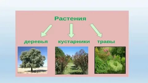 Конспект урока растения 2 класс