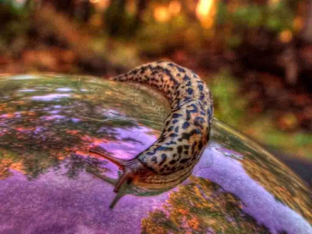 Слизняк на дереве. Слизняк большой пятнистый. Слизень черный - limax cinereoniger. Поле slug. Виноградный слизень.