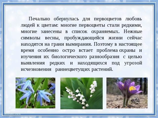 Первоцветы для дошкольников. Рассказать о первоцветах ребенку. Для детей в детском саду весенние первоцветы. Рассказ о первоцветах. Сообщение о первоцветах