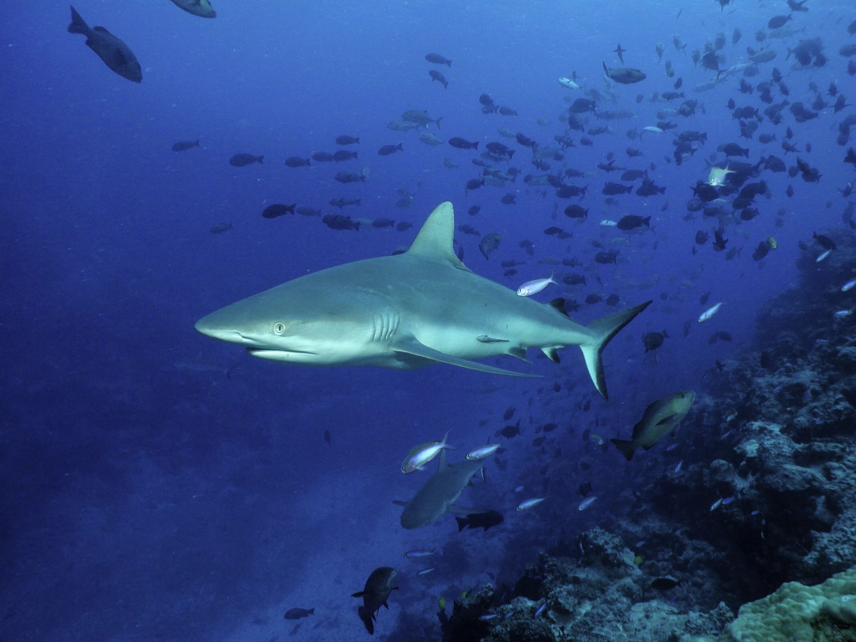Global shark. Carcharhinus amblyrhynchoides. grey reef shark. темнопёрая серая акула. коралловая акула.