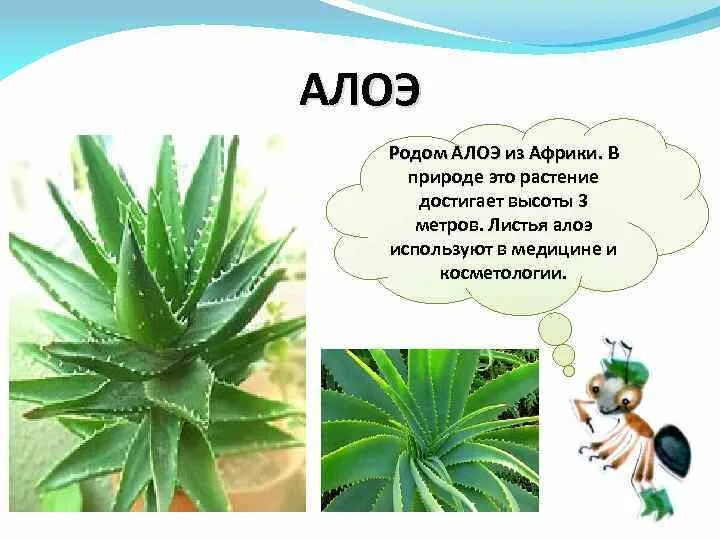Алоэ слово. Алоэ в природе африке. алоэ род. алоэ описание растения. алоэ доклад.