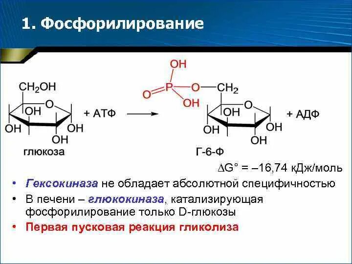 Фосфорилирование биохимия. Фосфорилирование белков схема реакции. Реакция дефосфорилирования АТФ. Дефосфорилирование Серина. Фосфорилирование-дефосфорилирование Глюкозы фосфорилирование.