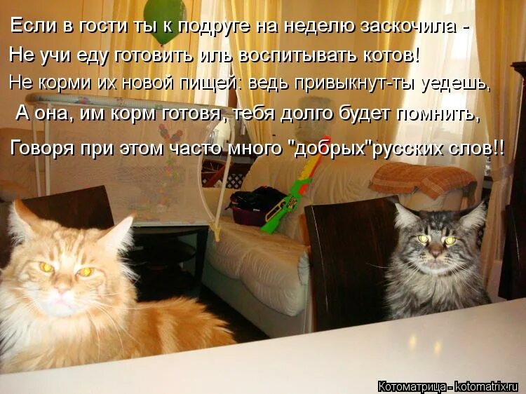 Почему в гости не приходишь. Кот в гостях. Котик в гостях. Ждем в гости. Котик ждет в гости.