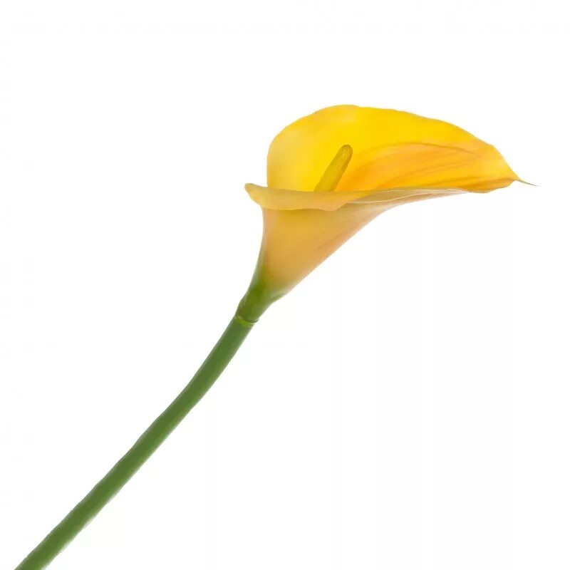 Цветы каллы жёлтые. Калла желтая цветок срезка. Цветок искусственный Калла 34см / 194-2. Калла микс желтая.