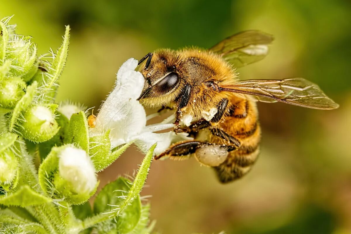 Пчела питается нектаром. Пчела. Нектар пчелиный. Пчела с нектаром. Медовая пчела.