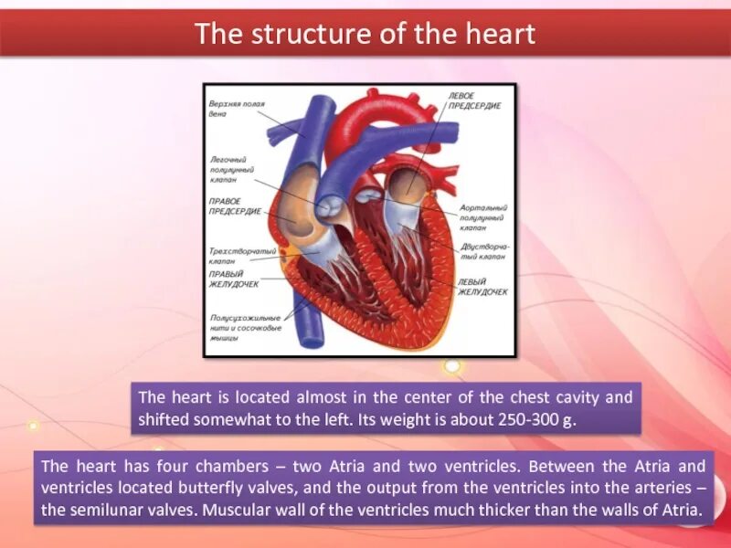 The heart structure