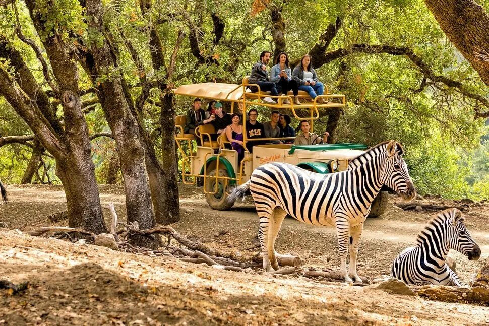 Zoo animals park. Сафари-парк Великобритания. Сафари парк Америка. Австралия сафари парк. Сафари парк Лондоне.